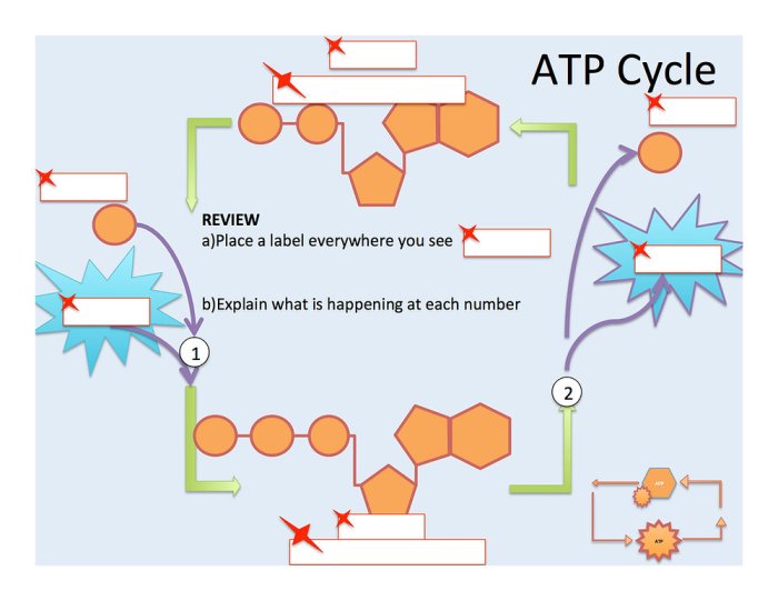 Atp adp cycle worksheet answers