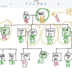 Blood type mystery answer key