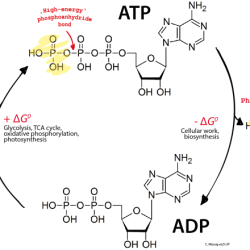 Atp adp cycle worksheet answers