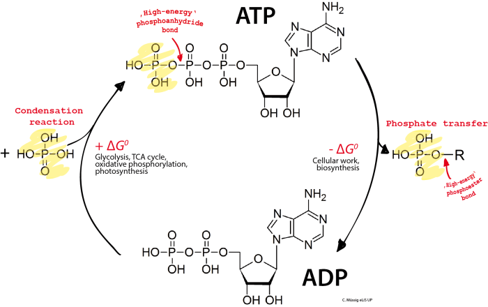 Atp adp cycle worksheet answers