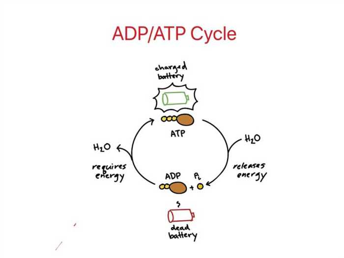 Atp adp cycle worksheet notebooks interactive notes preview