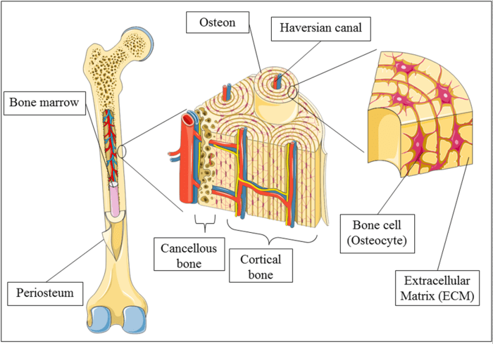 Labelled skeletal mcat humerus musculoskeletal labled schoolbag labeling organs diaphysis femur