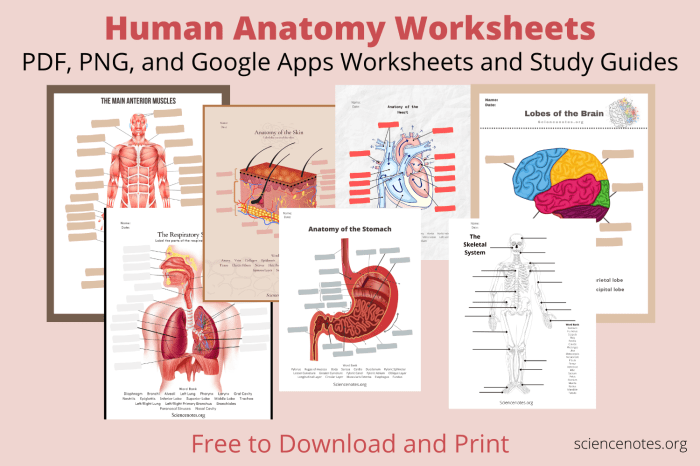 Crash course anatomy and physiology worksheets