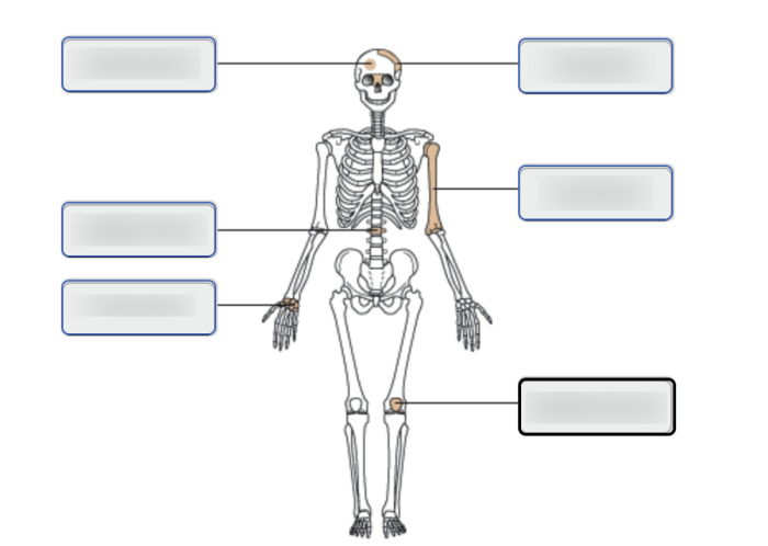 Art-labeling activity structure of long bones