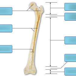 Labeling clavicle coracoacromial been