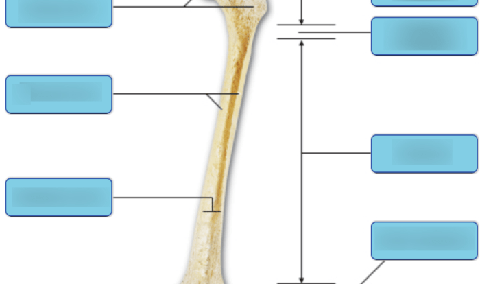 Labeling clavicle coracoacromial been