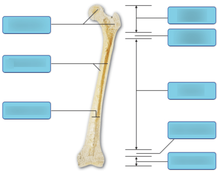 Labeling clavicle coracoacromial been